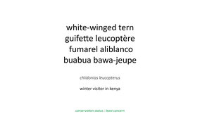 white-winged tern, guifette leucoptère, fumarel aliblanco, Nicolas Urlacher, water birds, birds of Kenya, birds of Africa, wildlife of Kenya