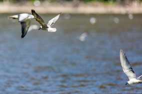 white-winged tern, guifette leucoptère, fumarel aliblanco, Nicolas Urlacher, water birds, birds of Kenya, birds of Africa, wildlife of Kenya