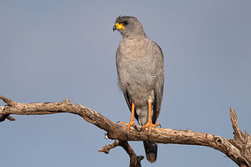 Eastern Chanting Goshawk