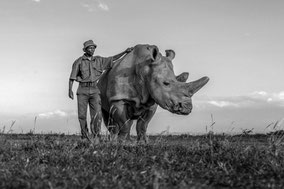 northern white rhino, rhinocéros blanc du nord, extinct in the wild