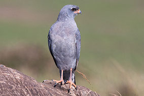 Dark Chanting Goshawk