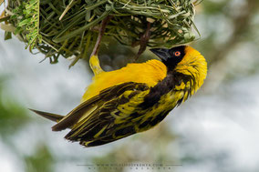 black-headed weaver, tisserin à tête noire, tejedor cabecinegro, birds of Kenya, birds of africa, ornithology, Nicolas Urlacher, wildlife of Kenya