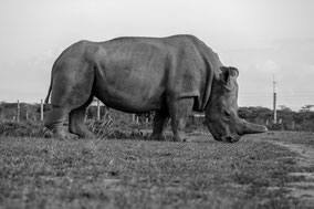 northern white rhino, rhinocéros blanc du nord, extinct in the wild