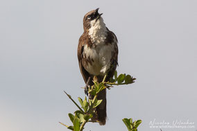 northern pied babbler, cratérope bigarré, turtoide pio, Nicolas Urlacher, wildlife of kenya, birds of Kenya, birds of africa