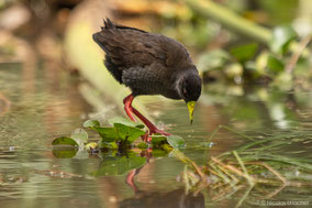 black crake, râle à bec jaune, polluela negra africana