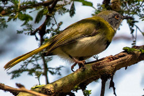 yellow-breasted apalis, apalis flavida, birds of Kenya, Nicolas Urlacher, wildlife of Kenya, apalis a gorge jaune,  apalis de pecho amarillo