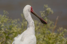 African spoonbill, spatule d'Afrique,  espátula africana, Nicolas Urlacher, wildlife of Kenya, birds of Kenya, birds of Africa, water bird