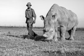 northern white rhino, rhinocéros blanc du nord, extinct in the wild