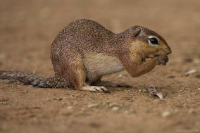 unstripped ground squirrel, écureuil fouisseur africain, ardilla terrestre lisa