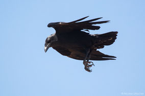 Fan-tailed raven, corbeau à queue courte, cuervo colicorto