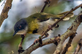 yellow-breasted apalis, apalis flavida, birds of Kenya, Nicolas Urlacher, wildlife of Kenya, apalis a gorge jaune,  apalis de pecho amarillo