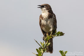 northern pied babbler, cratérope bigarré, turtoide pio, Nicolas Urlacher, wildlife of kenya, birds of Kenya, birds of africa