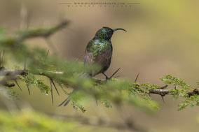 bronze sunbird, souimanga bronzé, suimanga bronceado, nicolas urlacher, wildlife of kenya, birds of kenya, birds of africa