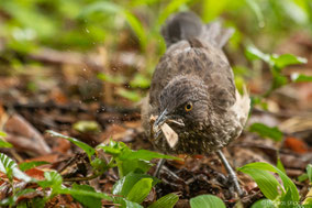 arrow-marked babbler, cratérope fléché, turtoide de jardine, Nicolas Urlacher, wildlife of kenya, birds of kenya