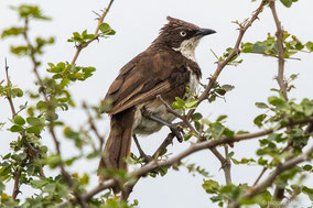 northern pied babbler, cratérope bigarré, turtoide pio, Nicolas Urlacher, wildlife of kenya, birds of Kenya, birds of africa