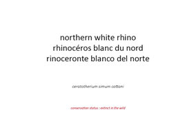 northern white rhino, rhinocéros blanc du nord, rinoceronte blanco del norte, Ol Pejeta