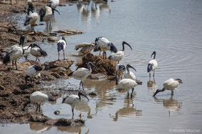 african sacred ibis, ibis sacré, ibis sagrado, Nicolas Urlacher, wildlife of kenya, birds