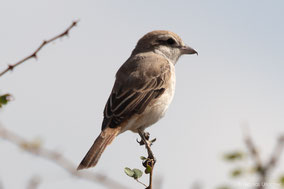 isabelline shrike, red-tailed shrike, pie-grièche isabelle, oropendola