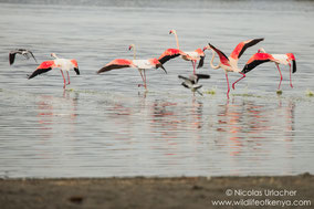 greater flamingo, flmant rose, flamenco comun, Nicolas Urlacher, wildlife of Kenya, birds of Kenya, birds of africa, water birds, waders