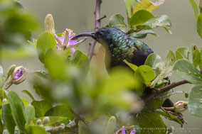 bronze sunbird, souimanga bronzé, suimanga bronceado, nicolas urlacher, wildlife of kenya, birds of kenya, birds of africa