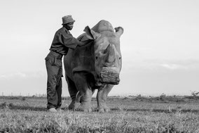 northern white rhino, rhinocéros blanc du nord, extinct in the wild