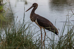 Black Stork