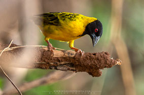 black-headed weaver, tisserin à tête noire, tejedor cabecinegro, birds of Kenya, birds of africa, ornithology, Nicolas Urlacher, wildlife of Kenya