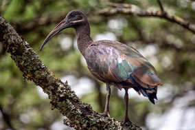 hadada ibis, ibis hagedash, Nicolas Urlacher, birds of Kenya, birds of Africa, water birds, widlife of Kenya