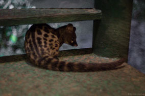 rusty-spotted genet cat, genette panthere, jineta manchada, Nicolas Urlacher, wildlife of kenya