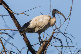 african sacred ibis, ibis sacré, ibis sagrado, Nicolas Urlacher, wildlife of kenya, birds