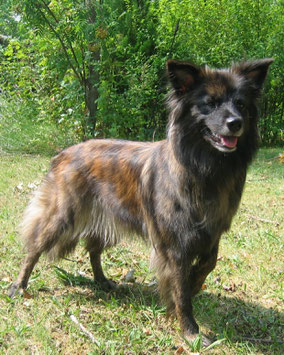 Zuchtstatte Fur Berger Des Pyrenees A Face Rase De La Maison Damiras Webseite