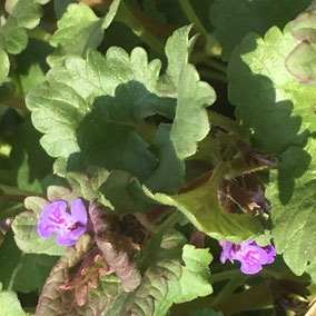 Hondsdraf - Glechoma officinale