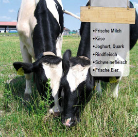 Zwei Kühe grasen auf der Wiese und das Angebot des Ladens: Frische Milch, Käse, Joghurt, Quark, Rindfleisch, Schweinefleisch, frische Eier