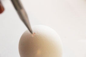 生卵の丸み部分に押しピンまたはキリで1〜2mmの穴をあけます（プランタの水抜き部分）