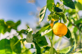 A la découverte du mimosa