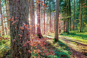 Entspannung und Erholung im Wald - Waldbaden mit der WurzelMargit Achtsamtkeit im Wald