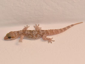 Unerwartete Haustiere beim Urlaub in Kroatien & maritimen Ländern, Geckos sind Glücksbringer!