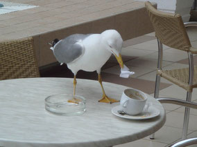 MAG Lifestyle Magazin Tierfoto Tierfotos Bilder Fotos Tiere