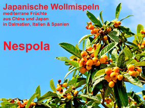 Nespola, die Japanische Wollmispel, eine mediterrane, delikate & gesunde Frucht