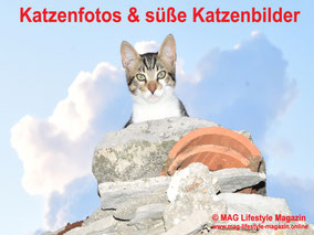 MAG Lifestyle Magazin Katzenfoto Katzenfotos Bilder Fotos Katze Katzen