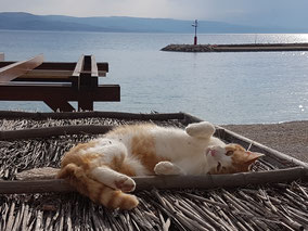 Dalmatien, das wahre Herz der kroatischen Adria,  Badevergnügen & Strände für Haustiere