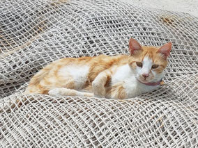 MAG Lifestyle Magazin Katzenfoto Katzenfotos Bilder Fotos Katze Katzen
