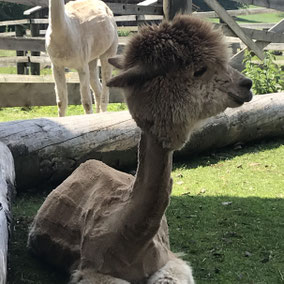 toll Tier Alpaka Alpakas Alpakawanderung Vlies Wolle Scheren flauschig Kulleraugen