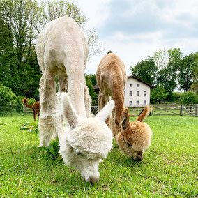 toll Tier Alpaka Alpakas Alpakawanderung Vlies Wolle Scheren flauschig Kulleraugen, Fohlen, Crias, baby, Alpakafohlen, Stute