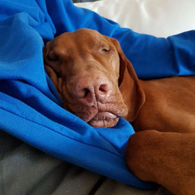 Magyar Vizsla Rüde Socke