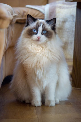 Gato ragdoll
