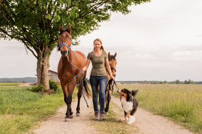 Geländetraining mit Pferd im Allgäu - Training in Weicht 86860, nahe Bad Wörishofen, Mindelheim und Kaufbeuren. Stärkung von Vertrauen, Gelassenheit und Sicherheit im Gelände für Pferd und Reiter.
