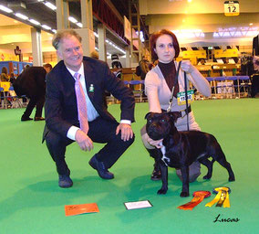 Staffmate Noble Ambassador zoon Diesel Wizard Bull (Cz) wint RCC op Crufts