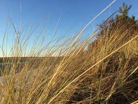 Dunes-baie-de-somme