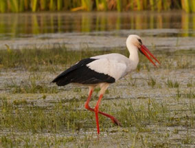 cigogne-marquenterre-baie-de-somme